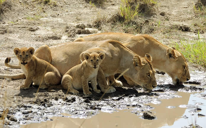 Masai Mara